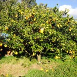 CUEILLETTE ORANGES 2016 04